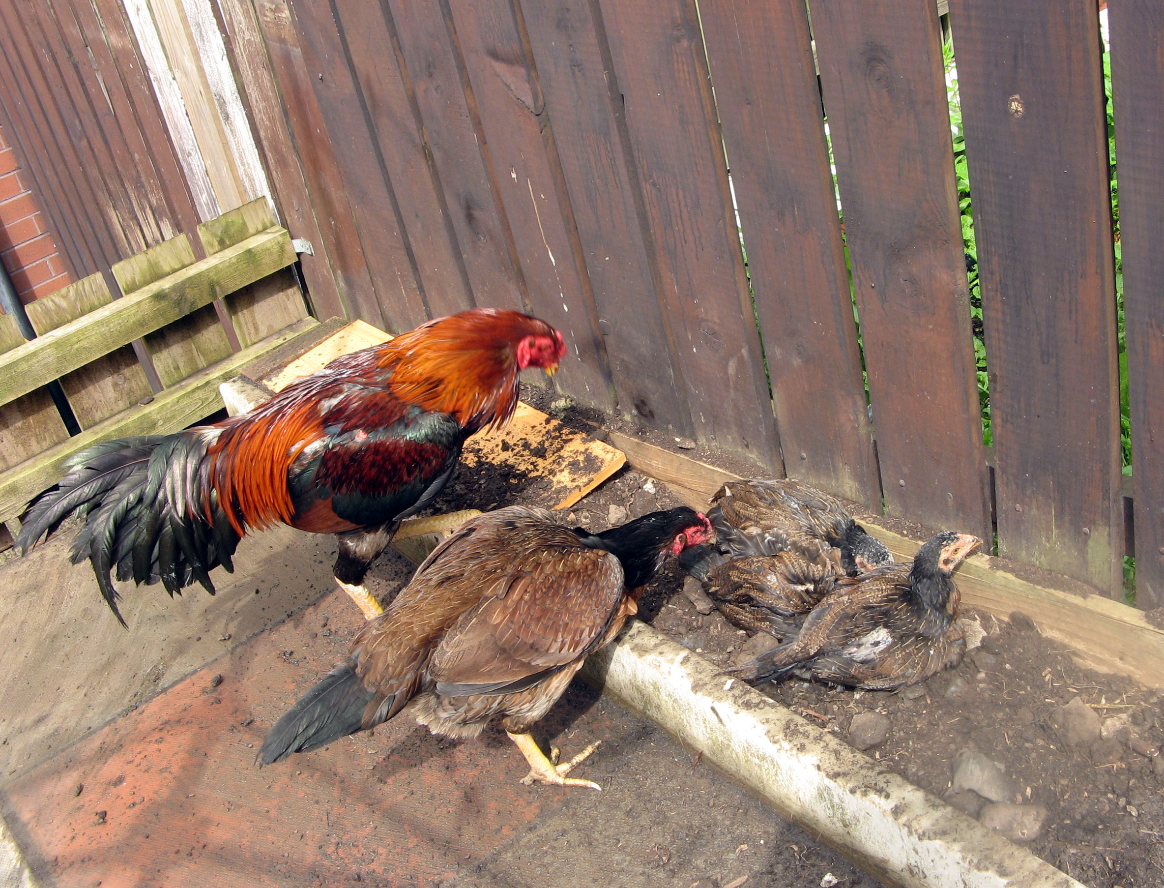 An Aseel hen and rooster