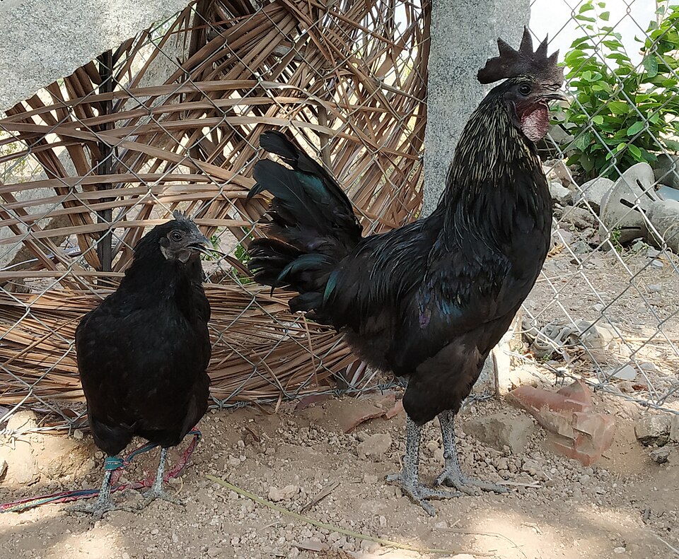 A black Kadaknath hen and rooster